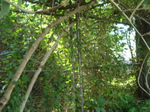 2741b.jpg