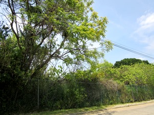 7181b.jpg