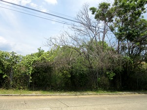 7181d.jpg